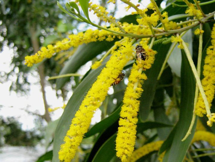 Cây tràm hoa vàng thường thấy ở Việt Nam 